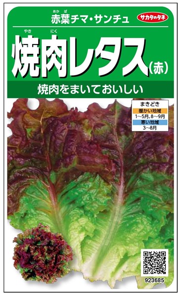 リーフレタス 種 『赤葉チマ・サンチュ』 サカタのタネ/小袋（粒数目安600粒）