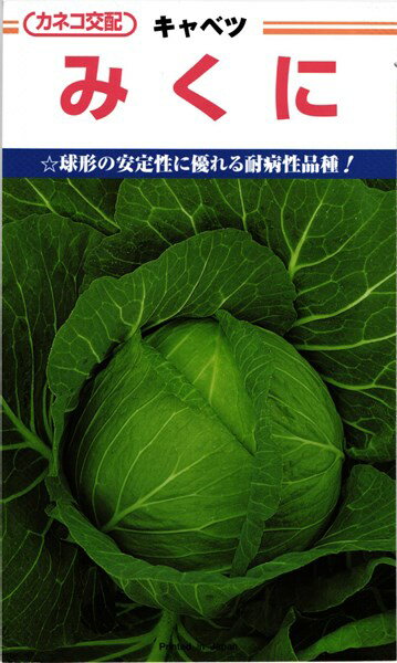 中早生キャベツ 種 『みくに』 カネコ種苗/コート5000粒