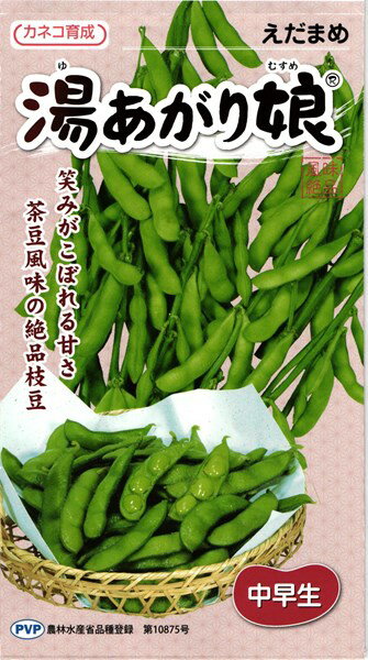 【送料無料】カナー（カイランサイ）種　タイ野菜種　約50粒