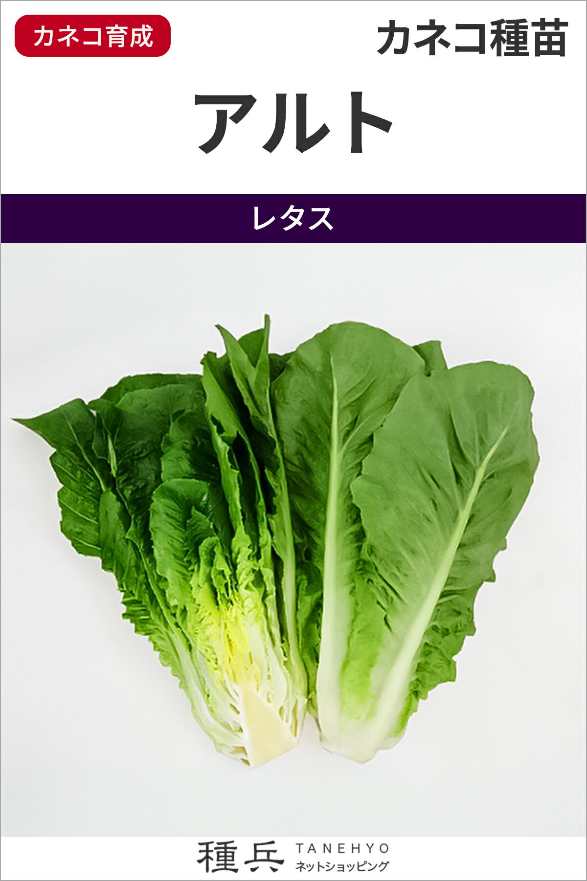 コスレタス 種 『アルト』 カネコ種苗