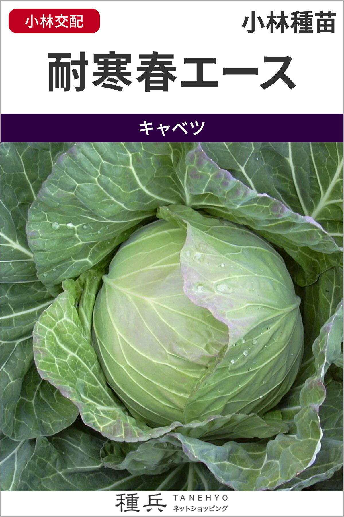 サワーキャベツ 種 『耐寒春エース 』 小林種苗