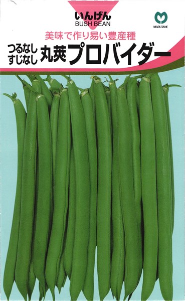 つる無しインゲン 種 『プロバイダー』 小袋 丸種