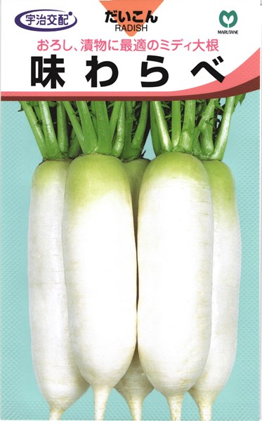 ※この種1mlあたり粒数の目安…35〜50粒おろし、漬物に最適のミディ大根【特長】●播種後50日程で根径5〜6cm、根長18〜20cm、根重400g程度になるミディ大根。●葉は光沢のある切込み濃緑葉で毛茸は少ないです。草姿はやや開張性ですが草勢はおとなしく密植栽培が可能です。●根は円筒形で尻づまりよく、肩部はわずかに緑色をおびます。肉質は緻密で歯切れ良く、甘味がありス入りは遅く生食・漬物の他煮炊きにも適します。●秋まきの他、抽苔が比較的遅く春まき栽培も可能です。 ご注文の際は必ずお読みください 【商品の出荷について】 ◆お取り寄せ品につき、出荷までに若干の日数を頂戴しております（通常2〜7営業日程度）。 ◆メーカーの在庫状況によっては、出荷までしばらくお待ちいただく場合や、キャンセルさせていただく場合があります（メールでお知らせ致します）。 ◆ご注文の一部が在庫切れの場合、在庫のある商品を先に出荷し、在庫切れ品は入荷後の出荷とさせていただきます（後送分の送料は当店にて負担致します）。 ◆メール便は普通郵便を使用するため、到着まで日数がかかる場合があります。宛先へのポスト投函で配達完了となり、荷物の追跡はできません。また、土日祝日は配達されません。 【種子について】 ◆ご注文の時点でのメーカー在庫のお取り寄せとなりますので、ご注文の時期よっては種子の有効期限が間近な商品となる場合があります。 ◆種子は発芽試験を受けた純良なものをご用意させていただきますが、播種後、温度や水分などが不適な条件下では発芽しない場合があります。 ◆栽培条件・天候等により生育に差が生じることがあり、また、結果が異なる場合があります。むやみな早まき遅まきを避け、適期の播種を心がけてください。 ◆種子のパッケージは、内容量の違いやデザインの変更などにより、写真と異なる場合があります。 以上、ご注文に際し予めご了承下さい。