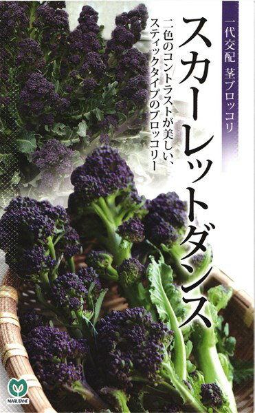 紫茎ブロッコリー 種 スカーレットダンス 丸種/小袋 30粒 