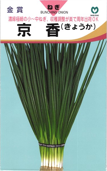 ※この種1mlあたり粒数の目安…150〜250粒濃緑極細の小〜中ねぎ、 収穫調整が楽で周年出荷OK【特長】●草姿は立性極細葉、つやのある濃緑色で葉肉厚く肉質やわらかで食味最高です。●耐暑・耐寒性に優れ、周年出荷に適します。特に低温時の生育がよいので秋〜冬及び春収穫の小〜中葱栽培に最適です。●根部はラッキョ根にならず、皮むきがしやすいので収穫調整がらくで、葉と茎のバランスがよく荷姿が美しい市場性の高い品種です。【栽培の要点】●苗床に播種し、葉が3〜4枚の頃に8〜15本をひとまとめにして株間10cm位に植え付けます。●圃場は堆肥など有機質を多用した水はけの良い肥沃地で、乾燥に注意して一気に作り上げます。植え付け後、45日位から順次収穫します。 ご注文の際は必ずお読みください 【商品の出荷について】 ◆お取り寄せ品につき、出荷までに若干の日数を頂戴しております（通常2〜7営業日程度）。 ◆メーカーの在庫状況によっては、出荷までしばらくお待ちいただく場合や、キャンセルさせていただく場合があります（メールでお知らせ致します）。 ◆ご注文の一部が在庫切れの場合、在庫のある商品を先に出荷し、在庫切れ品は入荷後の出荷とさせていただきます（後送分の送料は当店にて負担致します）。 ◆メール便は普通郵便を使用するため、到着まで日数がかかる場合があります。宛先へのポスト投函で配達完了となり、荷物の追跡はできません。また、土日祝日は配達されません。 【種子について】 ◆ご注文の時点でのメーカー在庫のお取り寄せとなりますので、ご注文の時期よっては種子の有効期限が間近な商品となる場合があります。 ◆種子は発芽試験を受けた純良なものをご用意させていただきますが、播種後、温度や水分などが不適な条件下では発芽しない場合があります。 ◆栽培条件・天候等により生育に差が生じることがあり、また、結果が異なる場合があります。むやみな早まき遅まきを避け、適期の播種を心がけてください。 ◆種子のパッケージは、内容量の違いやデザインの変更などにより、写真と異なる場合があります。 以上、ご注文に際し予めご了承下さい。