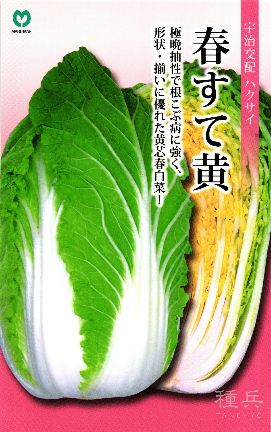 黄芯春ハクサイ 種 『春すて黄』 丸種