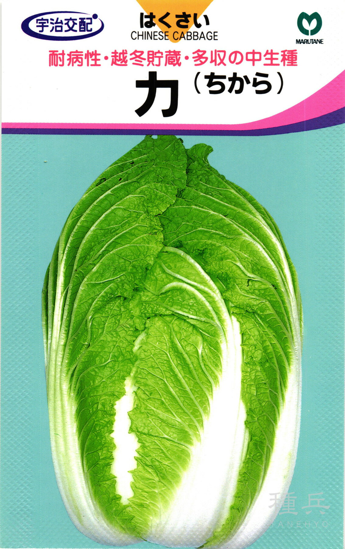 抜き菜用ハクサイ 種 『力』 丸種