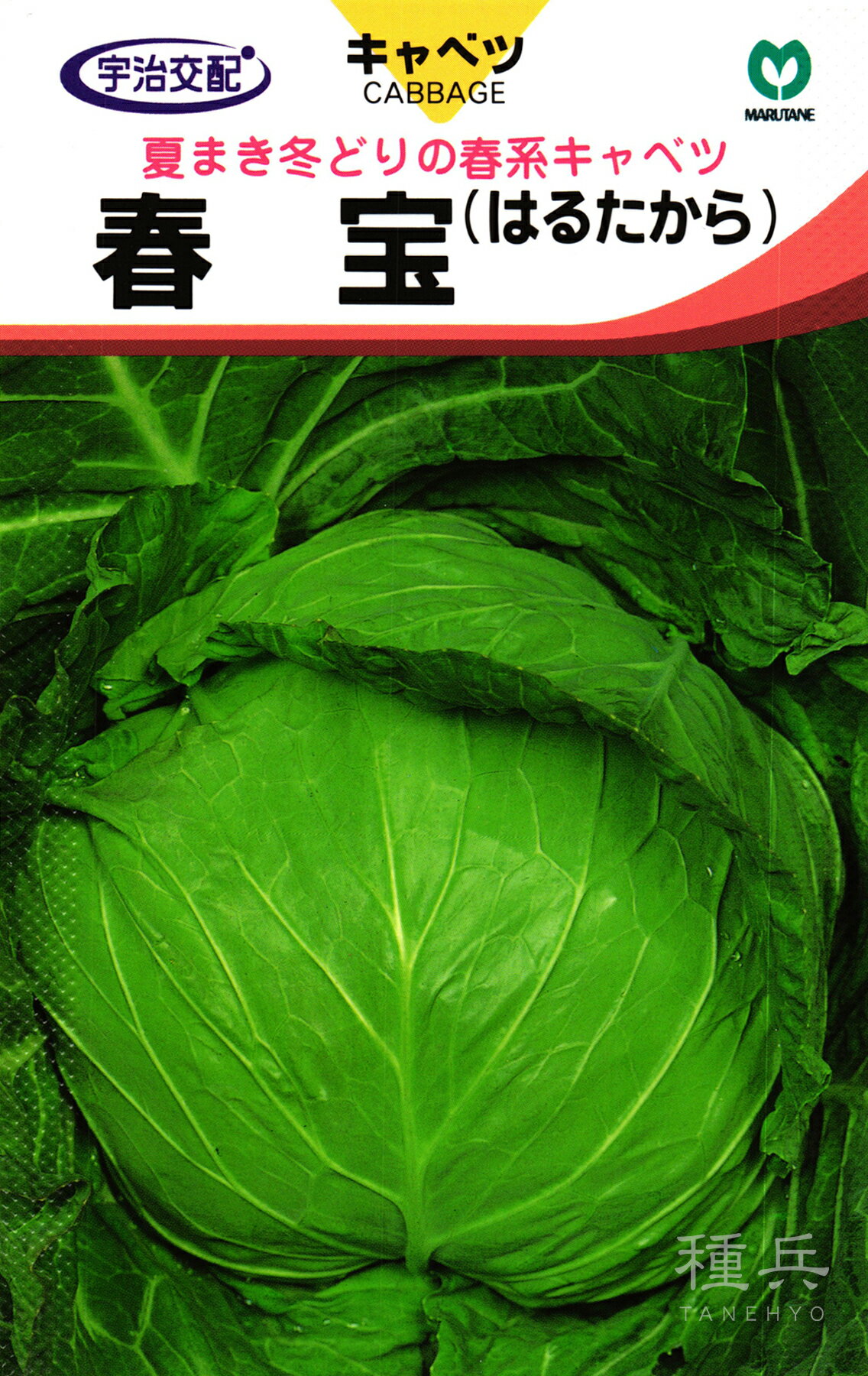サワーキャベツ 種 『春宝』 丸種