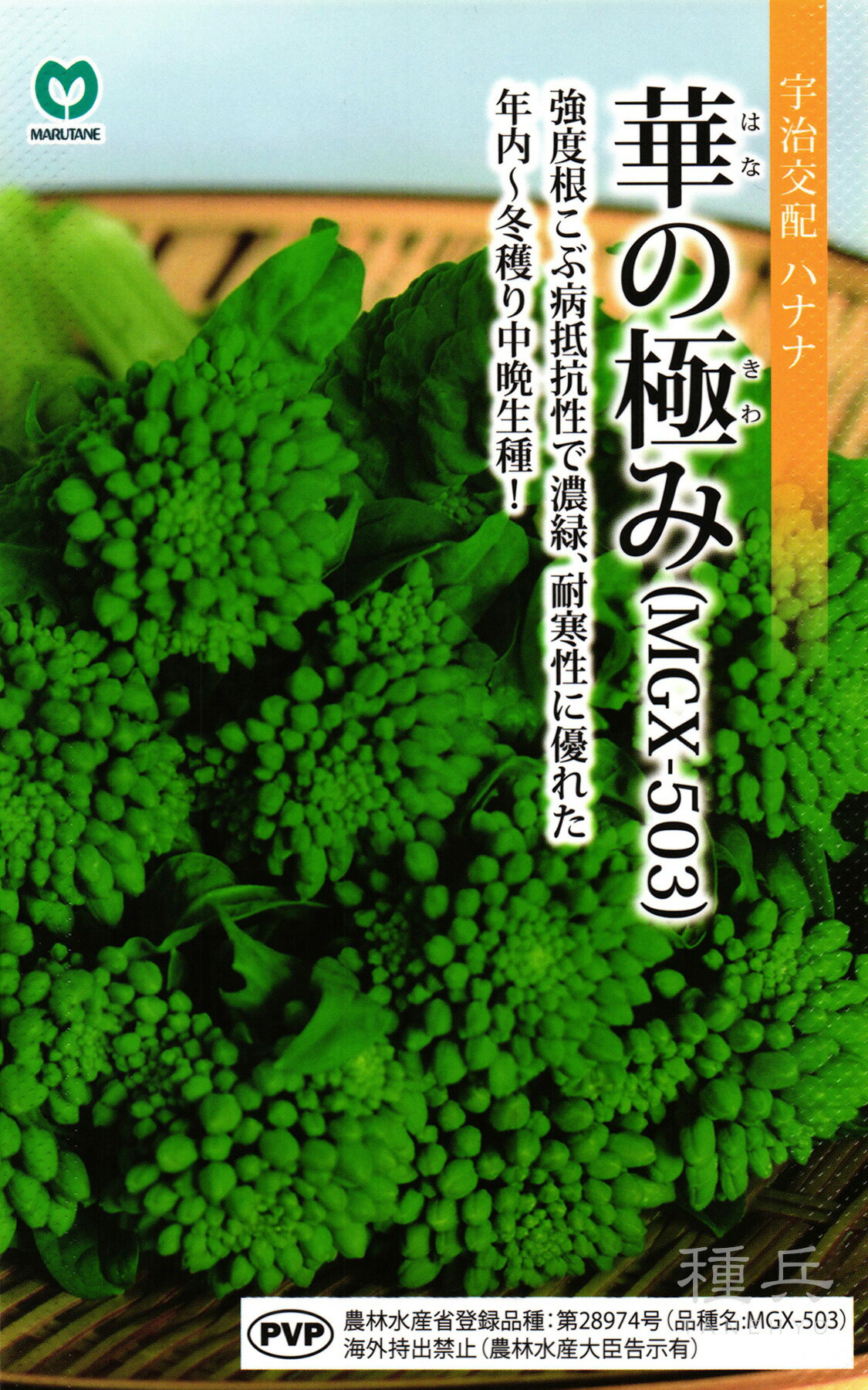年内〜冬どり中晩生ナバナ 種 『華の極み』 丸種
