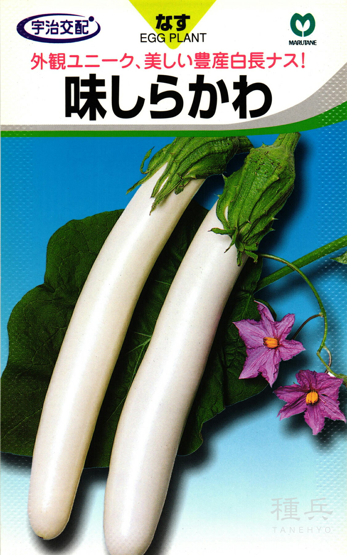 白長ナス 種 『味しらかわ』 丸種