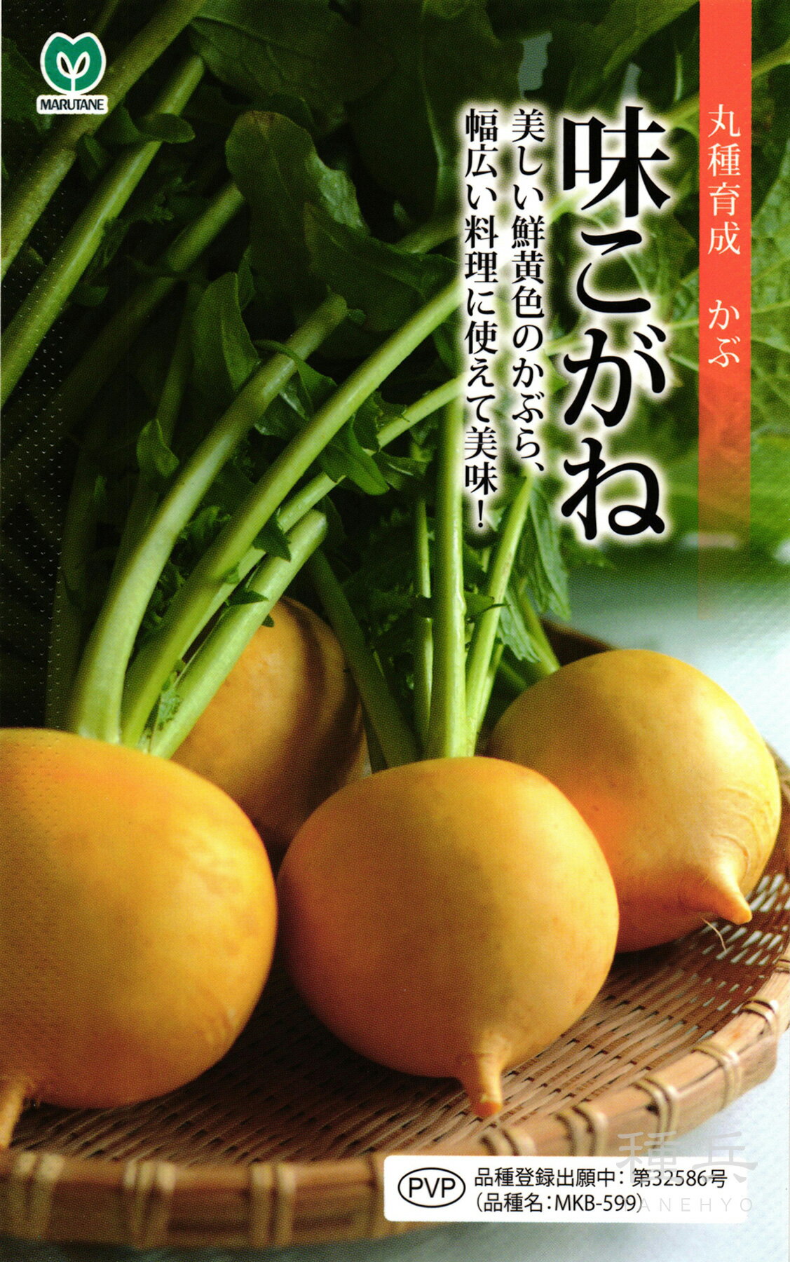 黄カブ 種 『味こがね』 丸種
