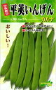 つるありインゲン 種 『つる有り平莢・カルナ菜豆』 松永種苗