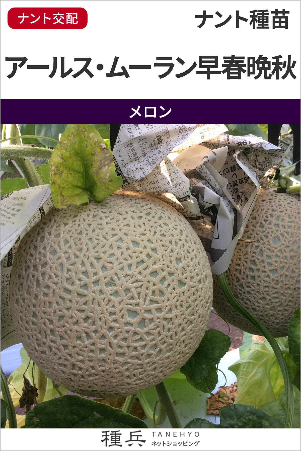 ネットメロン 種 『アールス・ムーラン早春晩秋』 ナント種苗