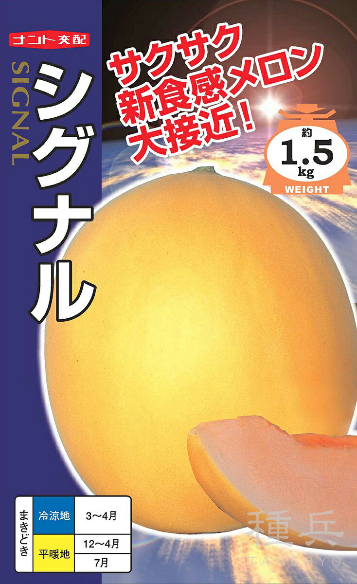 黄皮赤肉メロン 種 『