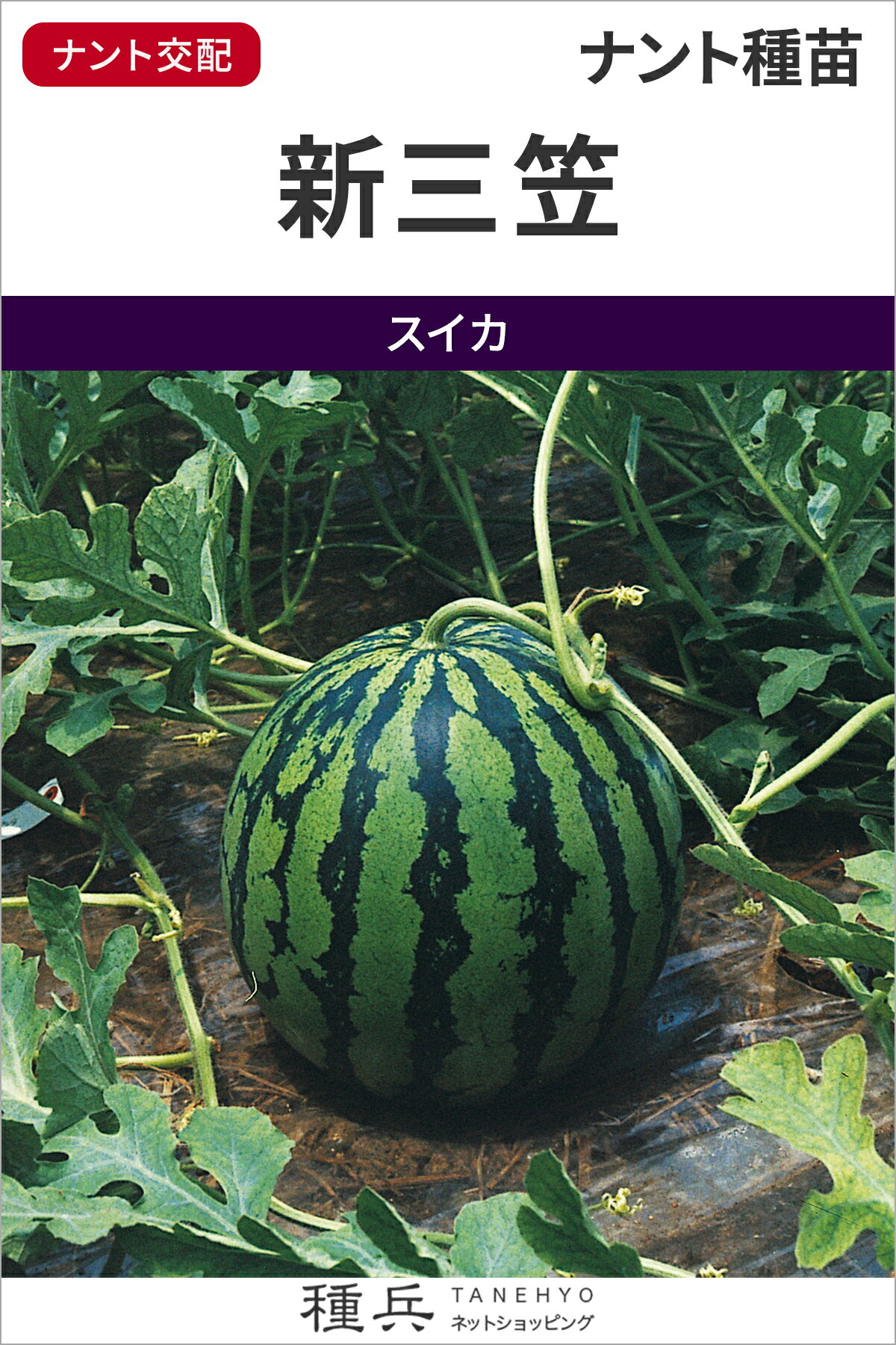 大玉スイカ 種 『新三笠』 ナント種苗