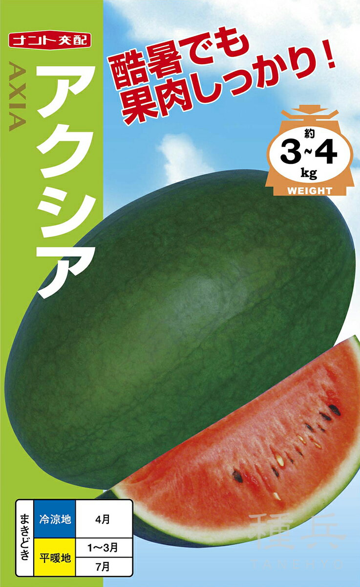 楕円黒皮紅小玉スイカ 種 『アクシア』 ナント種苗