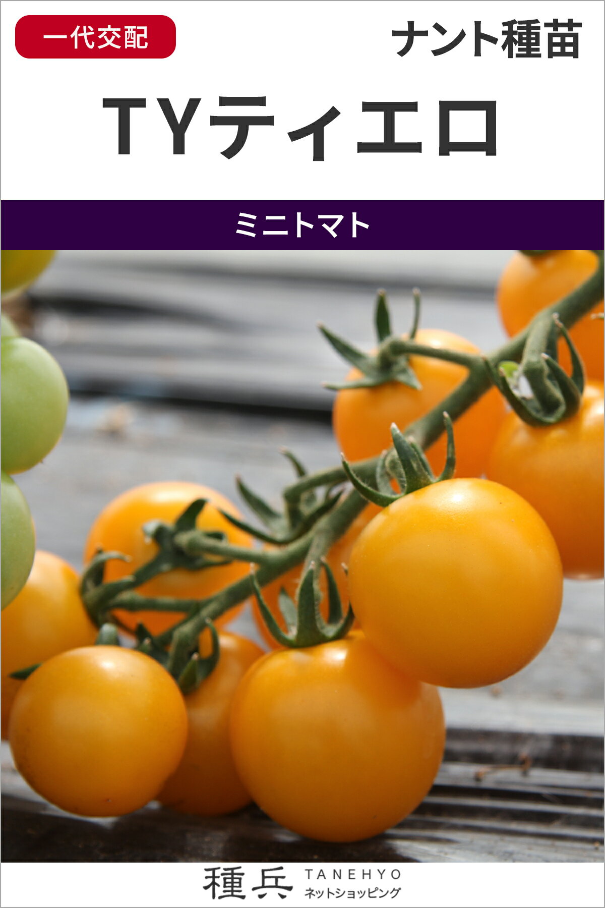 ミニトマト 種 『TYティエロ』 ナント種苗