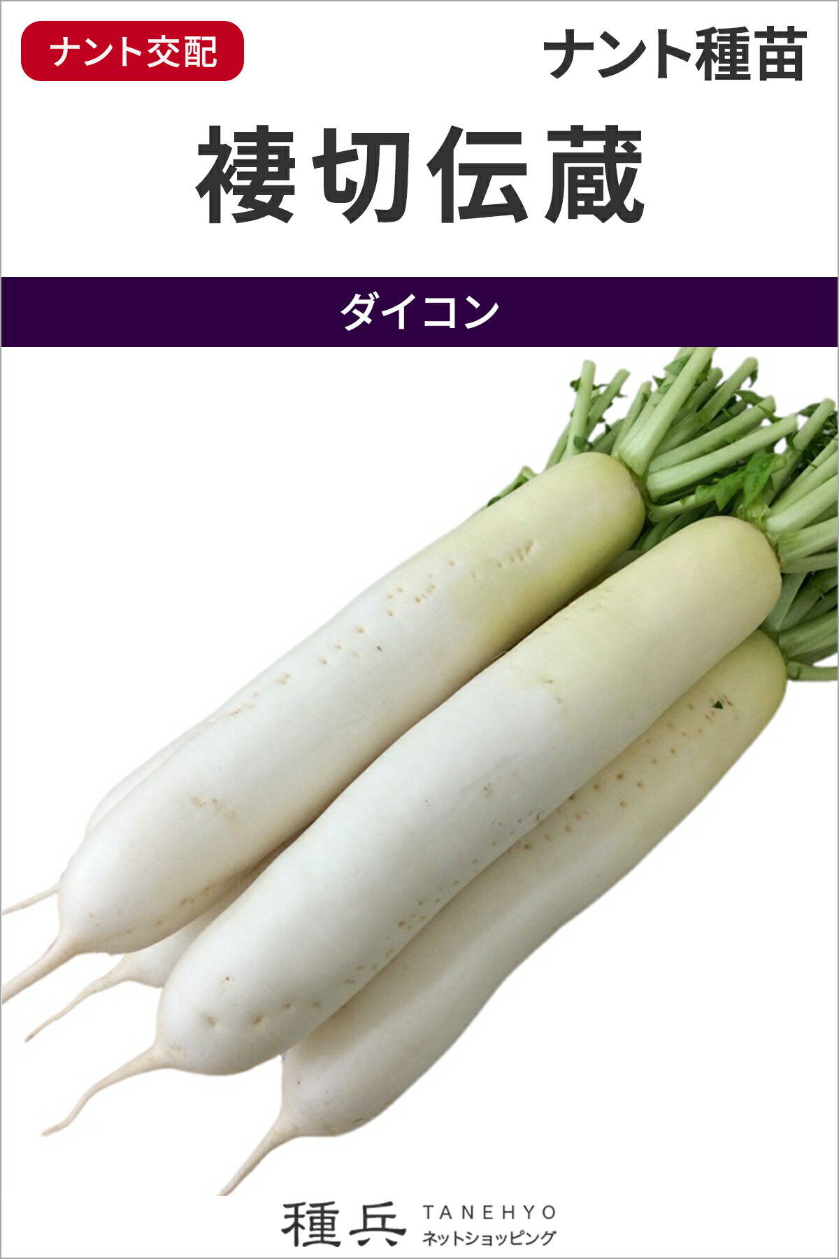 ※この種1mlあたり粒数の目安…35〜50粒業務加工に優れた春夏系ダイコン【特長】●肉質が非常に硬く、水分が少ない。カット断面の肉色も白い。ツマ・ケン加工に適した肉質。●円筒形の形状で、おでん加工などのくり貫き工程において歩留まり良い。●収穫後の店持ち・貯蔵性に優れ、腐敗・変色に強い。●青首は薄く内部の緑肉も出にくい。●耐暑性高く、高温による生理障害(赤芯・黒芯)が出にくい。●晩抽性があり、春蒔き初夏どりが可能。●弊社「夏の砦」と比べ早生で収穫までの日数も比較的短いので、2〜3Lサイズ相当にまで肥大させると高温障害が懸念される夏穫り作型において、そのリスクを軽減できる。●ウィルス・バーティシリウム・萎黄病・軟腐病などの病害に強い。【栽培の要点】●葉サイズはやや大きめの中葉なので肥沃地では曲り防止のため、元肥を1〜 2割減で抑え気味に管理する。 ご注文の際は必ずお読みください 【商品の発送について】 ◆お取り寄せ品につき、出荷までに若干の日数を頂戴しております。通常2〜7営業日程度の出荷となりますが、正月・盆・GW期間などはメーカー休業のため、さらに日数を頂戴する場合があります。 ◆商品は予告なしにメーカー在庫切れまたは廃盤になる可能性があり、発送までしばらくお待ちいただく場合や、キャンセルさせていただく場合があります（メールで連絡いたします）。 ◆ご注文の一部が在庫切れの場合、在庫のある商品を先に出荷し、在庫切れ品は入荷後の出荷とさせていただきます（後送分の送料は当店にて負担致します）。 ◆メール便は普通郵便を使用し、配達状況の追跡はできません。また、配達に2〜5営業日程度かかり、土日祝日の配達はお休みとなりますので、余裕を持った注文をお願いします。 【種子について】 ◆ご注文時点でのお取り寄せとなりますので、ご注文のタイミングよっては種子の有効期限が短い商品となる場合があります。早すぎるご注文は避け、ご自身の播種時期に合わせたご注文をお願いします。 ◆種子は発芽試験を受けた純良なものをご用意させていただきますが、播種後、温度や水分などが不適な条件下では発芽不良となる場合があります。 ◆栽培条件・天候等により生育に差が生じることがあり、また、結果が異なる場合があります。むやみな早まき遅まきを避け、適期の播種を心がけてください。 ◆種子の本質上、100%の純度は望めません。採種環境などにより異株が若干発生することがあります。 ◆商品のパッケージは、内容量の違いやデザインの変更などにより、掲載の写真と異なる場合があります。 ◆種子小袋の内容量は予告なく変更される場合があり、実際の内容量と若干異なる場合があります。 以上、ご注文に際し予めご了承下さい。