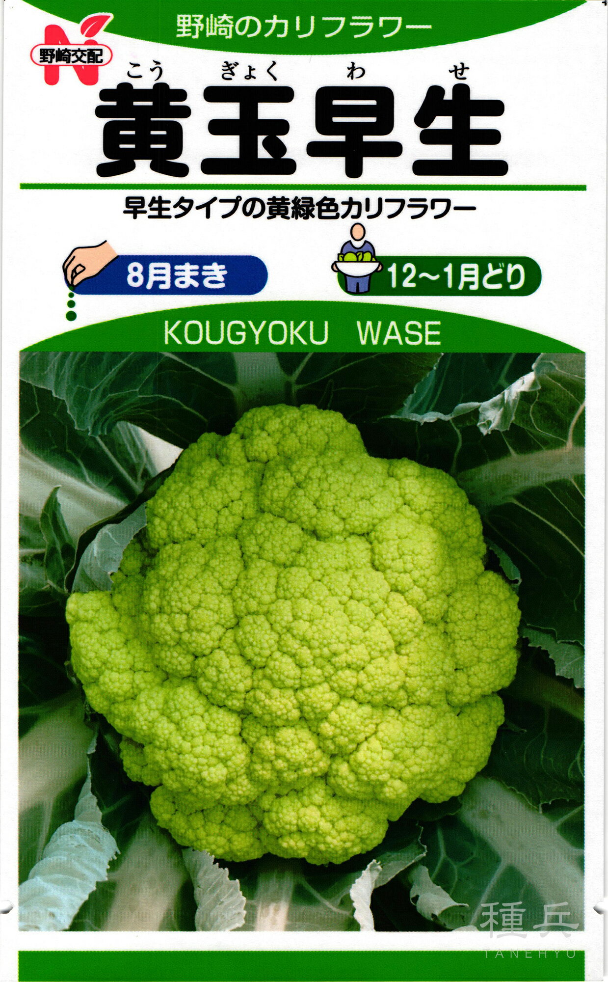 黄緑カリフラワー 種 『黄玉早生（NYF-255）』 野崎採種場
