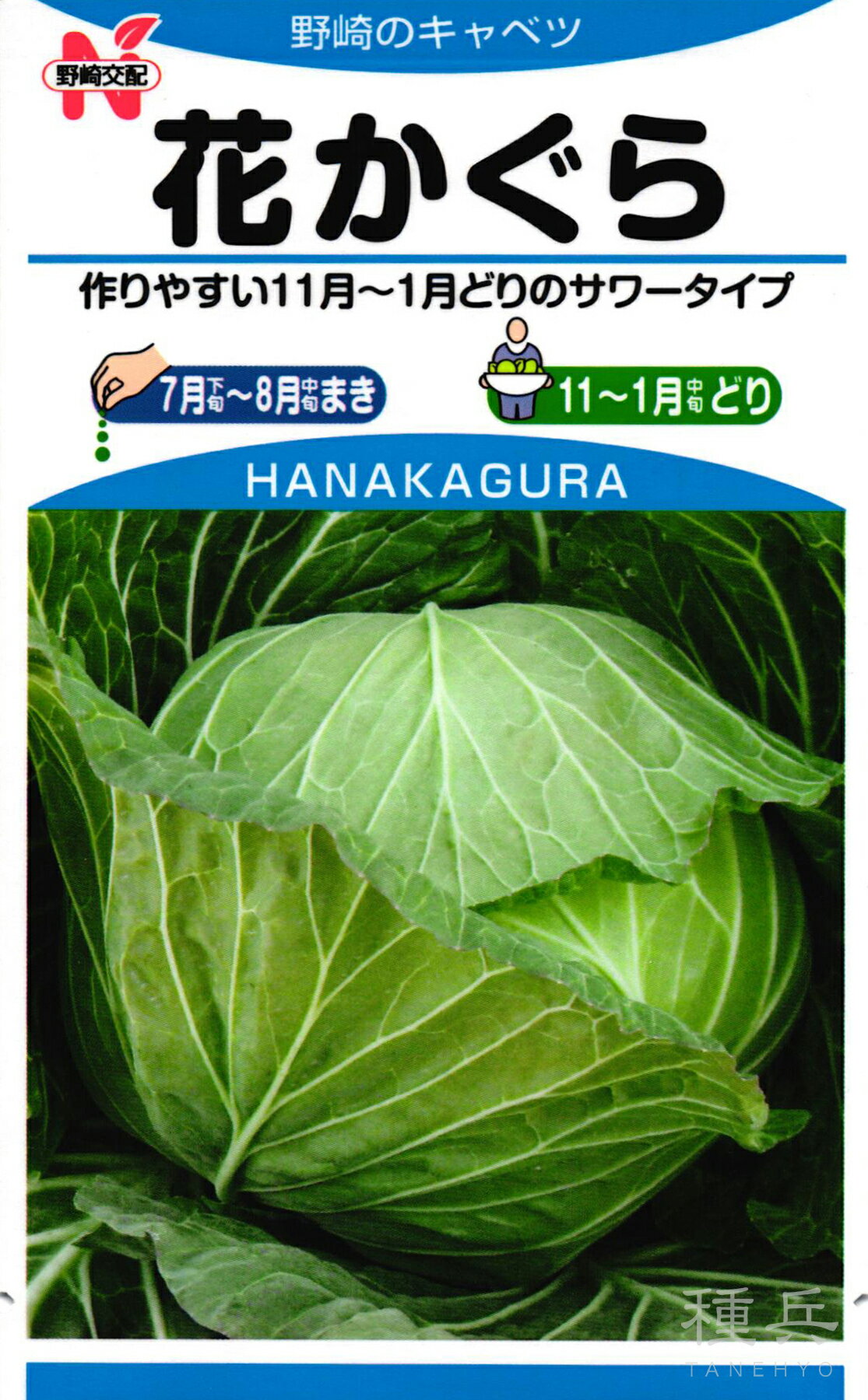 サワーキャベツ 種 『花かぐら』 野崎採種場