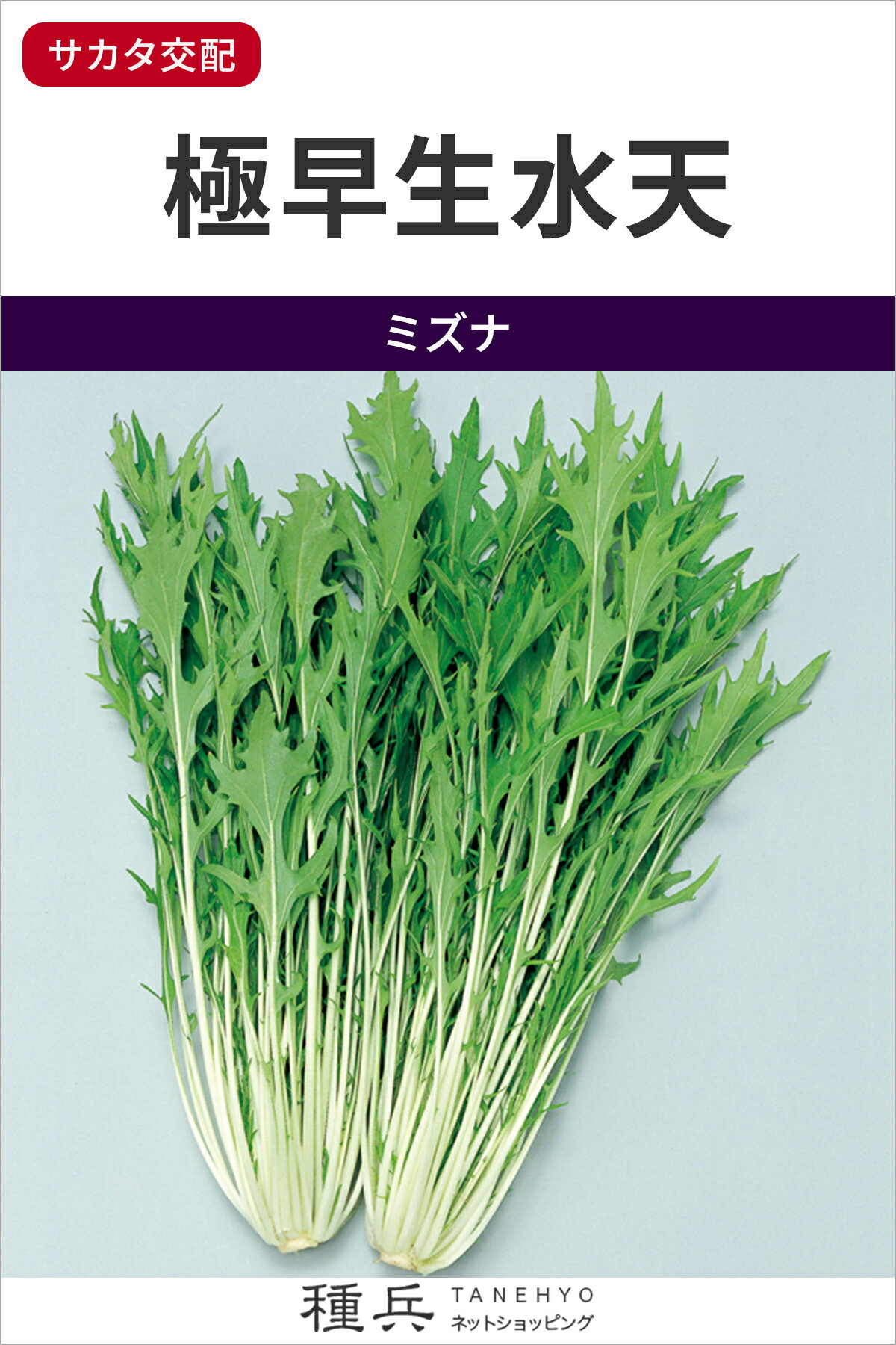 ミズナ 種 『極早生水天』 サカタのタネ