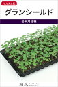 台木用トマト 種 『グランシールド』 サカタのタネ