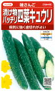 四葉キュウリ 種 『味さんご』 サカタのタネ