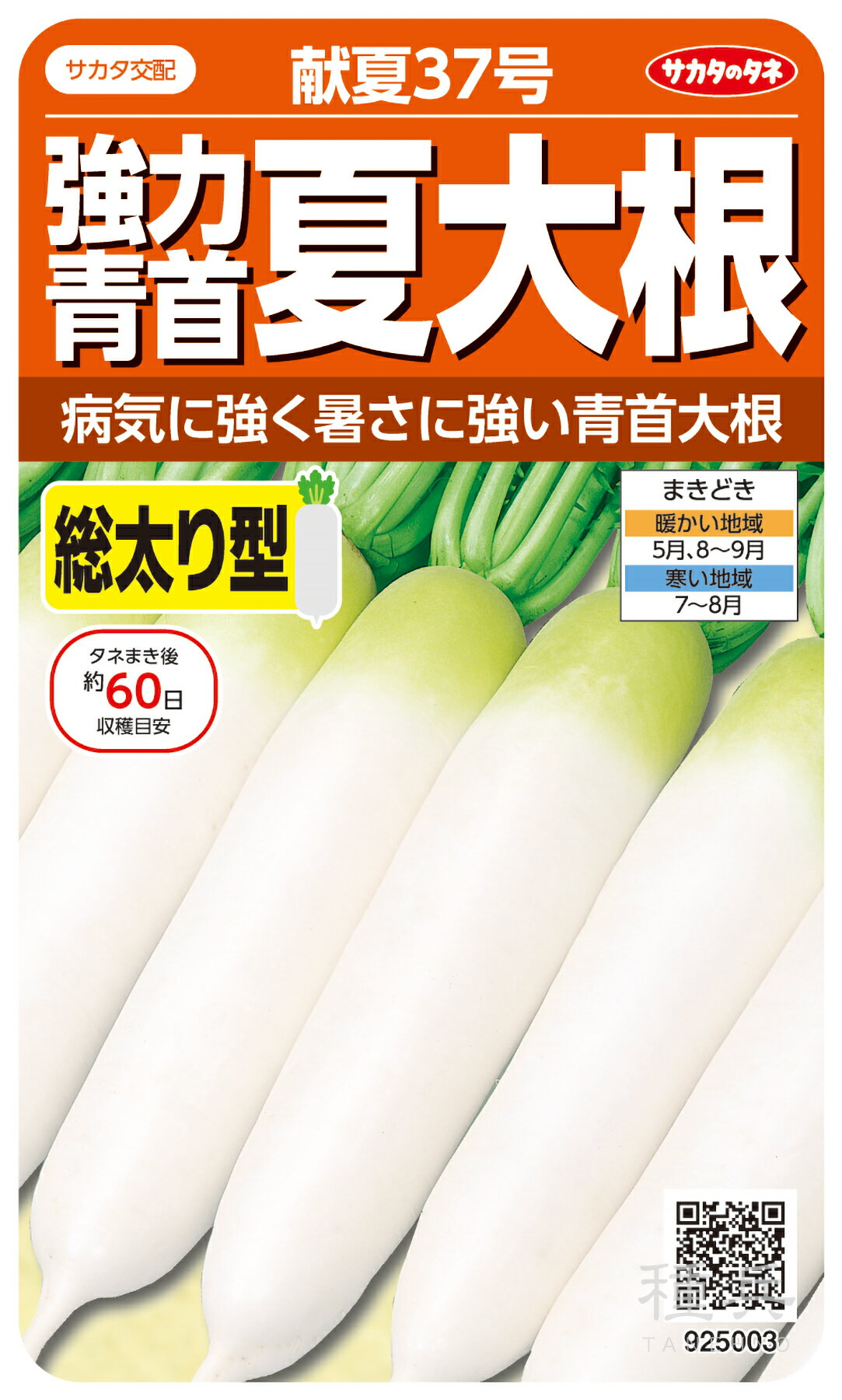 青首ダイコン 種 『献夏37号』 サカタのタネ