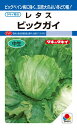 ※この種1mlあたり粒数の目安…125〜175粒【この品種は品種登録されています】品種名：TLE495ビッグベイン病に強く、玉肥大のよい冬〜厳寒期どりサリナスタイプ！【特長】●ビッグベイン病に強く、玉肥大良好草勢は旺盛で低温期の玉肥大がよい。高いレベルのビッグベイン耐病性をもつ。また、玉尻の形状安定性にすぐれ、秀品率は高い。冬〜厳寒期どりにおいて、耐病性・収量性・秀品性を高いレベルで備える。●低温期の結球性良好低温期の結球性にすぐれるので、冬どりのトンネル栽培で起こりがちなトンネル内での生育差が生じにくく、効率的な収穫が可能。●玉は鮮緑色の豊円球玉は包被性にすぐれた鮮緑の豊円球でボリューム感にすぐれる。玉尻は葉柄の幅が広く、タコ足球の発生が少ない。また、冬どりで問題になる葉先枯れ症の発生も少ないので高品質な生産が可能。【栽培の要点】●トンネル被覆管理冬どりはトンネル被覆栽培を基本とする。ビニール被覆開始や換気管理のタイミングは、従来のサリナス系中生種の慣行栽培に準じる。●厳寒期の凍霜害対策厳寒期の蒸し込みなどで葉がやわらかくできると、急激な冷え込みによって凍霜害の発生懸念があるため極端な密閉栽培は避ける。また、結球中期以降、玉の大きさがこぶし大になったころからトンネル内に不織布をベタがけすることで凍霜害発生の抑制効果が期待できる。●病害の早期防除結球初期までが病害防除の大切な時期。菌核病や灰色かび病などの防除はトンネル被覆前に予防散布を徹底する。また、べと病は多湿条件で発生するので、育苗ハウスやトンネルの換気を行い湿度を下げる。特に被覆前の11月〜12月上旬に降雨が多い場合は、トンネル内の湿度が高くなりやすいので換気を実施する。 ご注文の際は必ずお読みください 【商品の出荷について】 ◆お取り寄せ品につき、出荷までに若干の日数を頂戴しております（通常2〜7営業日程度）。 ◆メーカーの在庫状況によっては、出荷までしばらくお待ちいただく場合や、キャンセルさせていただく場合があります（メールでお知らせ致します）。 ◆ご注文の一部が在庫切れの場合、在庫のある商品を先に出荷し、在庫切れ品は入荷後の出荷とさせていただきます（後送分の送料は当店にて負担致します）。 ◆メール便は普通郵便を使用するため、到着まで日数がかかる場合があります。宛先へのポスト投函で配達完了となり、荷物の追跡はできません。また、土日祝日は配達されません。 【種子について】 ◆ご注文の時点でのメーカー在庫のお取り寄せとなりますので、ご注文の時期よっては種子の有効期限が間近な商品となる場合があります。 ◆種子は発芽試験を受けた純良なものをご用意させていただきますが、播種後、温度や水分などが不適な条件下では発芽しない場合があります。 ◆栽培条件・天候等により生育に差が生じることがあり、また、結果が異なる場合があります。むやみな早まき遅まきを避け、適期の播種を心がけてください。 ◆種子のパッケージは、内容量の違いやデザインの変更などにより、写真と異なる場合があります。 以上、ご注文に際し予めご了承下さい。