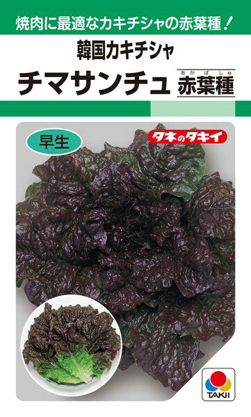 韓国カキチシャ 種 『チマサンチュ（赤葉種）』 ALE579 タキイ種苗/0.9ml(GF)