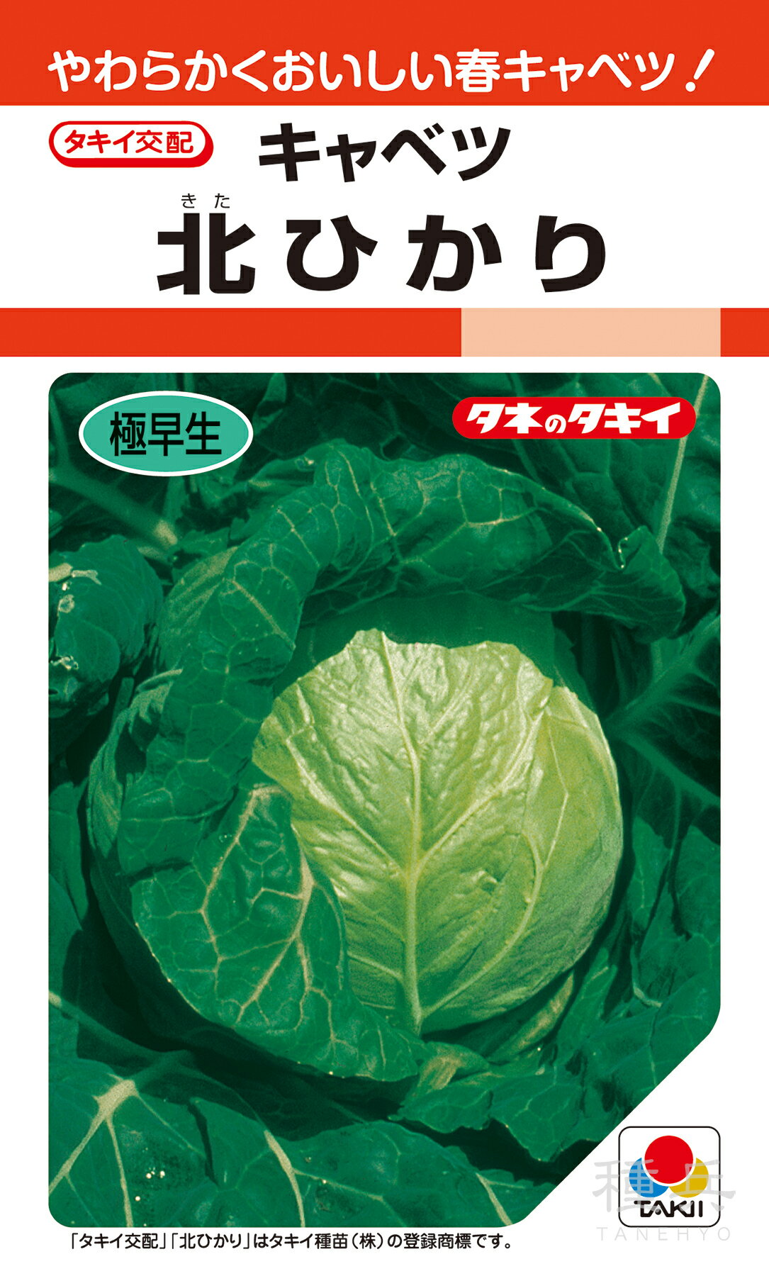 【数々のアワードを受賞】 楽天市場】キヌヒカリ 苗の通販 その他