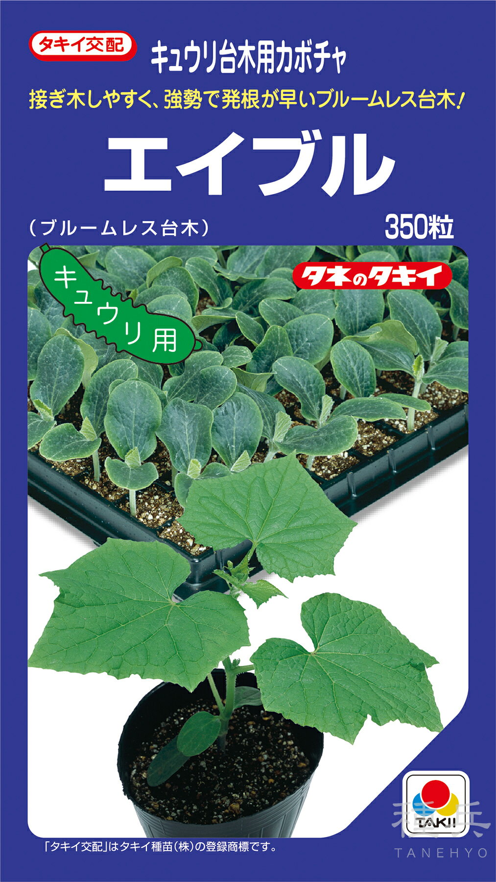 キュウリ台木（ブルームレス） 種 『エイブル』 ANK064 タキイ種苗
