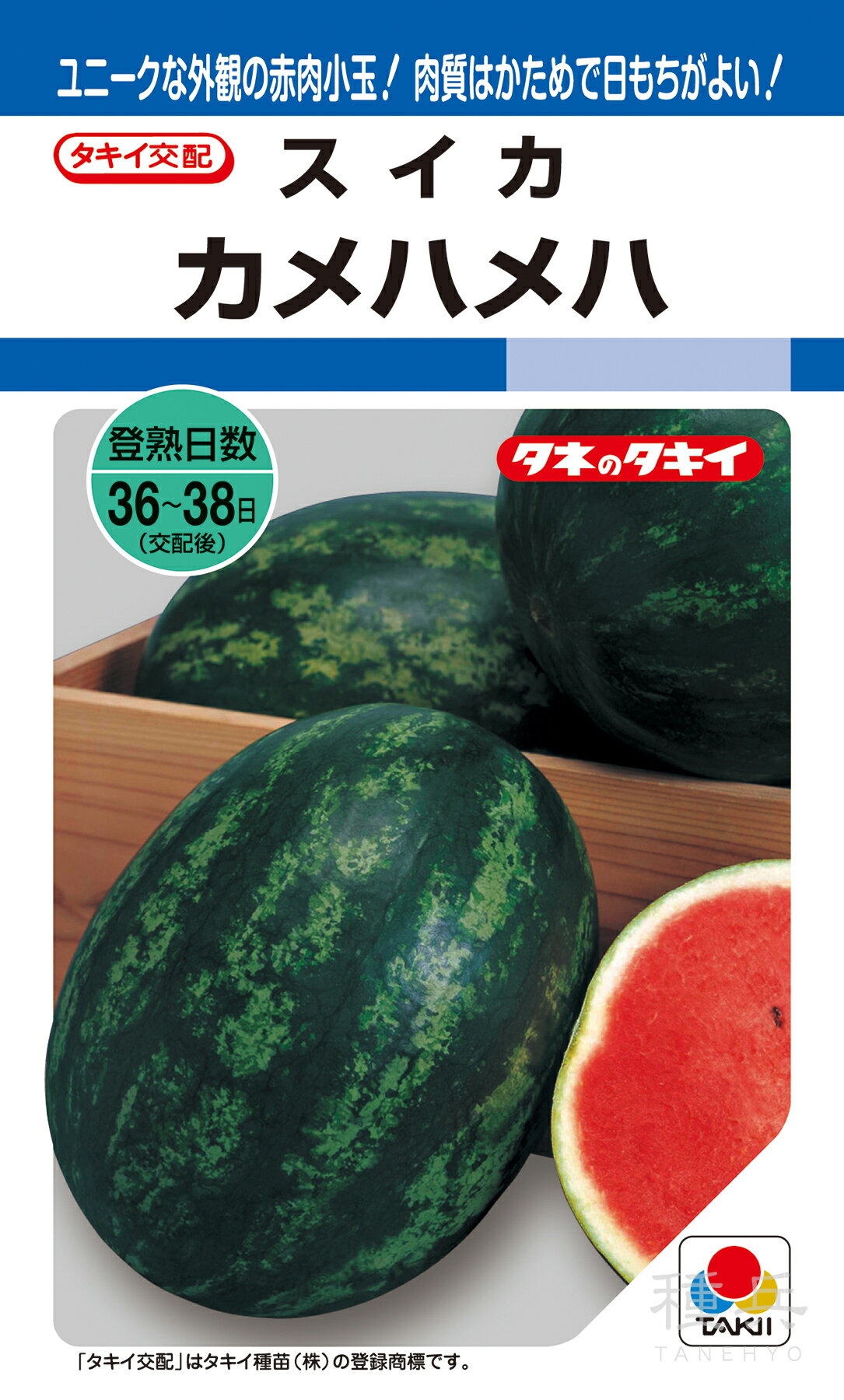 小玉枕形スイカ 種 『カメハメハ』 ASU046 タキイ種苗