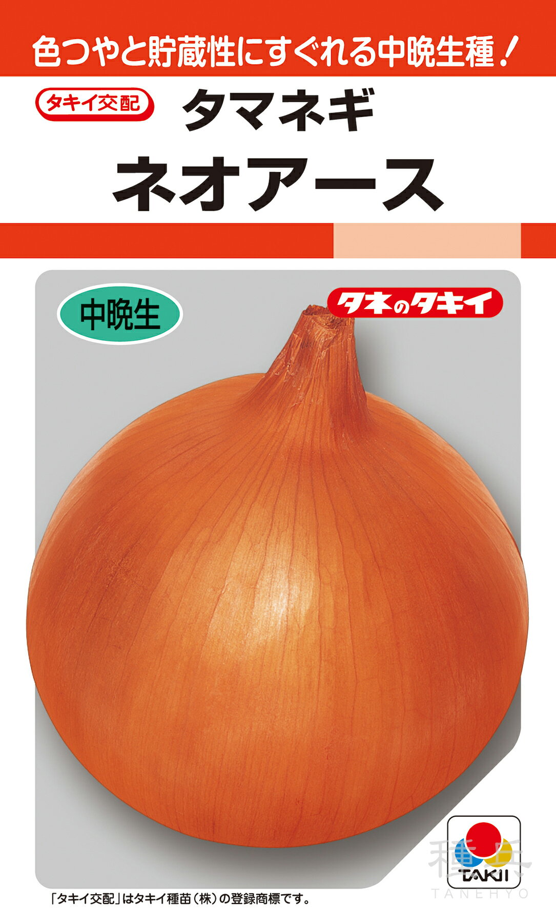 楽天市場】玉ねぎ 晩生 苗の通販