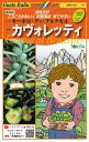 芽キャベツ 種 『カヴォレッティ』 トキタ種苗