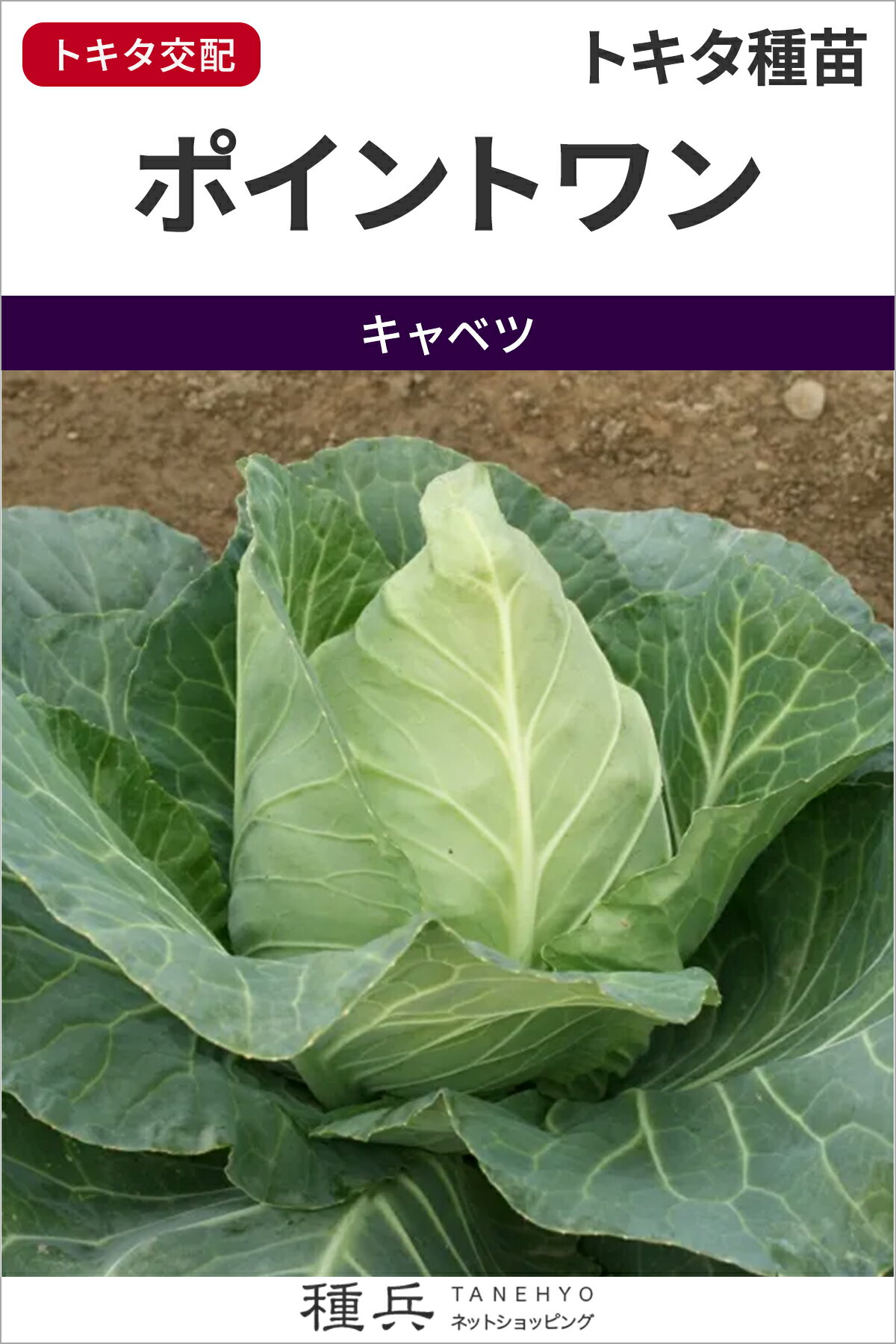 尖りキャベツ 種 『ポイントワン』 トキタ種苗