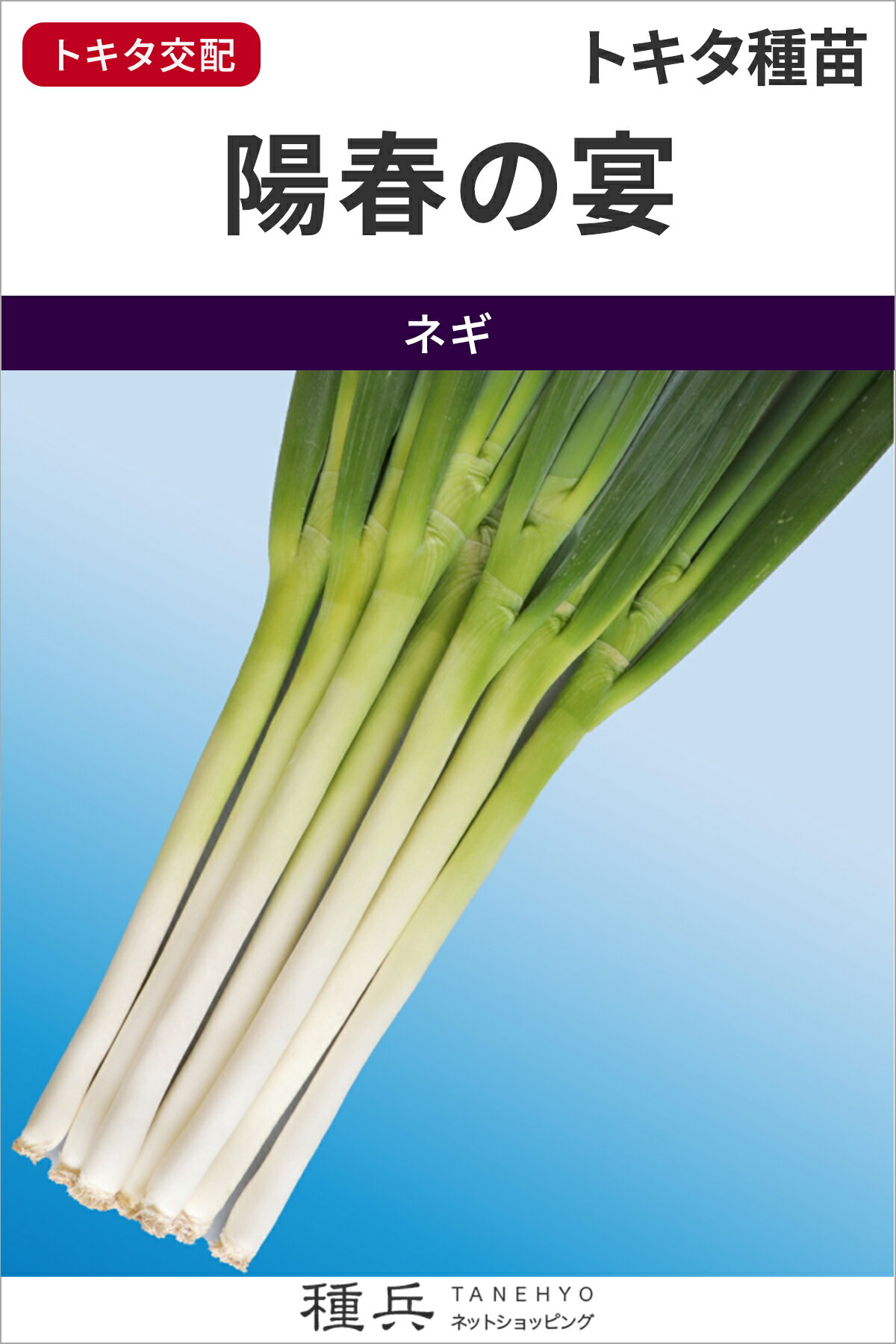 ※この種1mlあたり粒数の目安…150〜250粒春ねぎ、初夏ねぎのどちらの作型にも好適の晩抽系品種【特長】黒柄系晩抽系F1一本ネギ。4月収穫の春ねぎ作、トンネルを用いた5月6月収穫の初夏ねぎ作のどちらにも好適。特に6月の初夏ねぎに見られる首部の緩みが無く、市場性の高いネギが出荷可能。葉は濃緑色で首部も丸く硬く仕上がる。春ねぎ作での坊主の出現は非常に遅く、高単価の端境期を狙った作付けが可能。揃い良好で分けつも無いため高単価に取り引きされる規格に歩留まり良く仕上がる。【栽培の要点】栽培上の注意中生?晩生の生育を示します。春ねぎ作では極晩抽性を活かした最後の収穫がお勧め。9月頃の定植で年明けの気温で伸ばし太らせる。従来より遅い定植は、台風を幼苗状態でやり過ごすことができる。播き時期春ねぎ作6ー7月まき、4-5月どり初夏ねぎ作10-11月まき、5-6月どり（トンネル使用）高冷地12-2月まき、7-8月どり ご注文の際は必ずお読みください 【商品の発送について】 ◆お取り寄せ品につき、出荷までに若干の日数を頂戴しております。通常2〜7営業日程度の出荷となりますが、正月・盆・GW期間などはメーカー休業のため、さらに日数を頂戴する場合があります。 ◆商品は予告なしにメーカー在庫切れまたは廃盤になる可能性があり、発送までしばらくお待ちいただく場合や、キャンセルさせていただく場合があります（メールで連絡いたします）。 ◆ご注文の一部が在庫切れの場合、在庫のある商品を先に出荷し、在庫切れ品は入荷後の出荷とさせていただきます（後送分の送料は当店にて負担致します）。 ◆メール便は普通郵便を使用し、配達状況の追跡はできません。また、配達に2〜5営業日程度かかり、土日祝日の配達はお休みとなりますので、余裕を持った注文をお願いします。 【種子について】 ◆ご注文時点でのお取り寄せとなりますので、ご注文のタイミングよっては種子の有効期限が短い商品となる場合があります。早すぎるご注文は避け、ご自身の播種時期に合わせたご注文をお願いします。 ◆種子は発芽試験を受けた純良なものをご用意させていただきますが、播種後、温度や水分などが不適な条件下では発芽不良となる場合があります。 ◆栽培条件・天候等により生育に差が生じることがあり、また、結果が異なる場合があります。むやみな早まき遅まきを避け、適期の播種を心がけてください。 ◆種子の本質上、100%の純度は望めません。採種環境などにより異株が若干発生することがあります。 ◆商品のパッケージは、内容量の違いやデザインの変更などにより、掲載の写真と異なる場合があります。 ◆種子小袋の内容量は予告なく変更される場合があり、実際の内容量と若干異なる場合があります。 以上、ご注文に際し予めご了承下さい。
