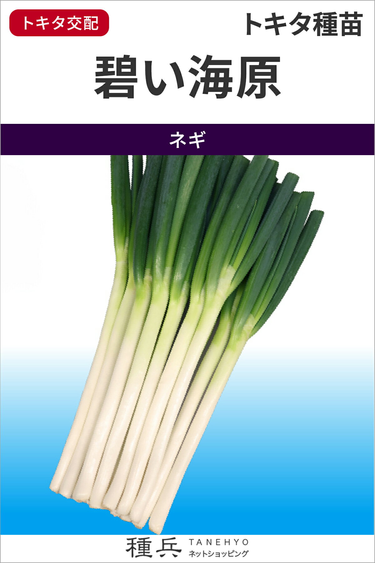 根深ネギ 種 『碧い海原』 トキタ種苗