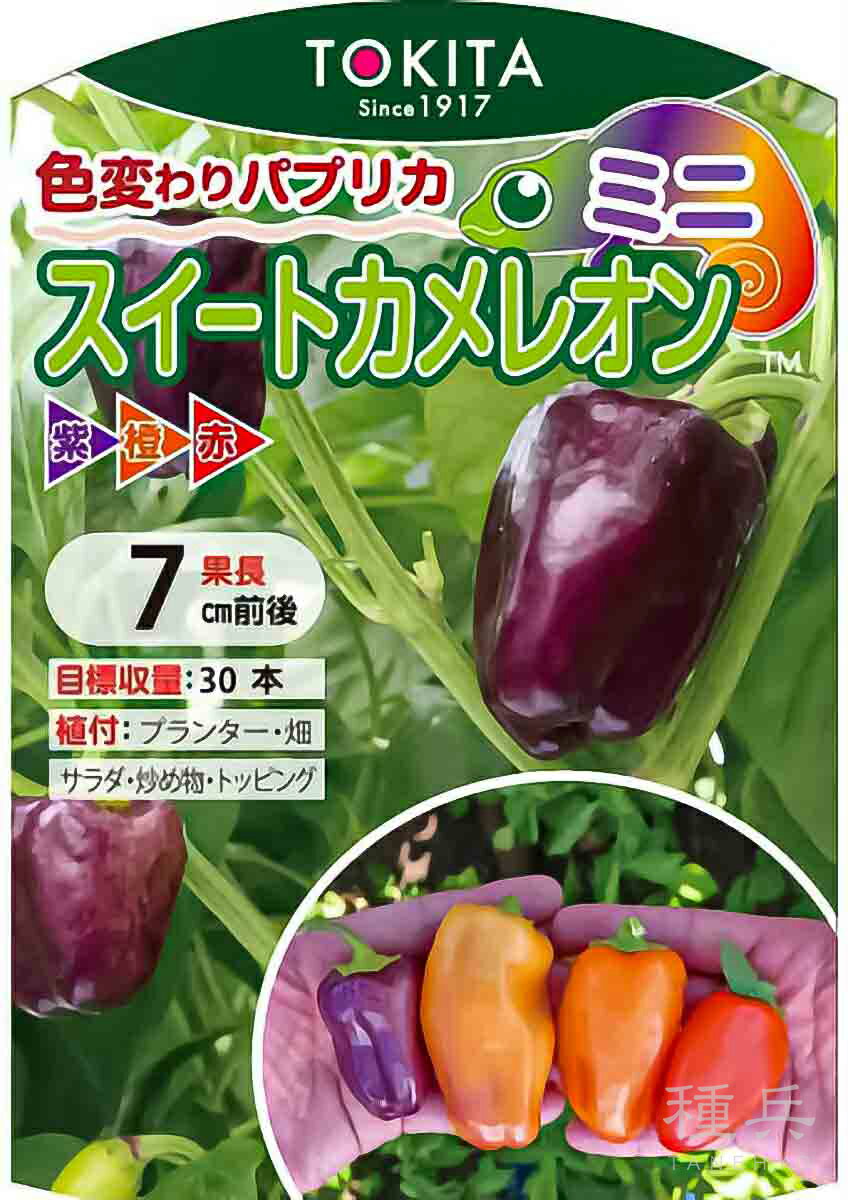 ミニカラーパプリカ 種 『スイートカメレオン・ミニ』 トキタ種苗