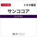 ミニトマト 種 『サンココア』 トキタ種苗