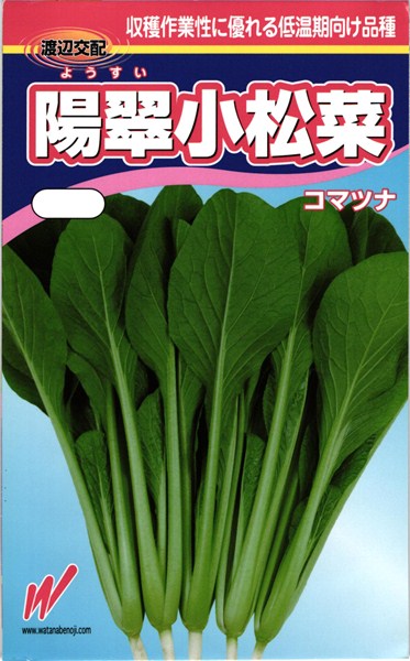 ※この種1mlあたり粒数の目安…175〜250粒第61回全日本野菜品種審査会1等特別賞受賞品種収穫作業性に優れる低温期向け品種【特長】●低温期を中心に幅広く蒔けるF1品種。●葉先まで立つ極立性で、下葉の調整が容易なため収穫作業性が高い。●葉枚数が多く、株張が良いため収量性が高い。厳寒期でも尻部が張り過ぎないので荷姿がよい。●低温乾燥によるカッピング症状が比較的少ない。●萎黄病に対し強い耐病性を持つ。【栽培の要点】●降雨が多い時期は、予め殺菌剤を使用する等、白さび病に対処する。●高温期には、条間、株間を充分にとり、風通しや採光性を良くし、軟弱徒長を防ぐ。 ご注文の際は必ずお読みください 【商品の出荷について】 ◆お取り寄せ品につき、出荷までに若干の日数を頂戴しております（通常2〜7営業日程度）。 ◆メーカーの在庫状況によっては、出荷までしばらくお待ちいただく場合や、キャンセルさせていただく場合があります（メールでお知らせ致します）。 ◆ご注文の一部が在庫切れの場合、在庫のある商品を先に出荷し、在庫切れ品は入荷後の出荷とさせていただきます（後送分の送料は当店にて負担致します）。 ◆メール便は普通郵便を使用するため、到着まで日数がかかる場合があります。宛先へのポスト投函で配達完了となり、荷物の追跡はできません。また、土日祝日は配達されません。 【種子について】 ◆ご注文の時点でのメーカー在庫のお取り寄せとなりますので、ご注文の時期よっては種子の有効期限が間近な商品となる場合があります。 ◆種子は発芽試験を受けた純良なものをご用意させていただきますが、播種後、温度や水分などが不適な条件下では発芽しない場合があります。 ◆栽培条件・天候等により生育に差が生じることがあり、また、結果が異なる場合があります。むやみな早まき遅まきを避け、適期の播種を心がけてください。 ◆種子のパッケージは、内容量の違いやデザインの変更などにより、写真と異なる場合があります。 以上、ご注文に際し予めご了承下さい。