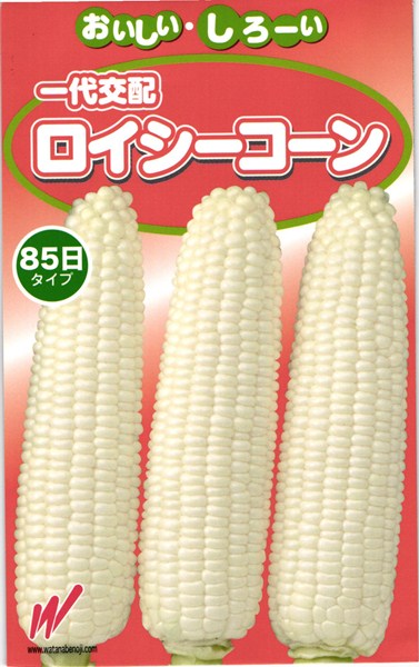 ※この種1mlあたり粒数の目安…2.8〜3.2粒おいしい・しろーい甘みが強くミルキー風味のとうもろこし【特長】●粒は純白で、茹でてもくすむことが少ない。●先端まで充実が良く、粒皮は極めて柔らかく、甘みが強い。●苞皮色は濃緑で雌穂は皮付き重420g以上の大穂となり、ボリューム感があり、見栄えが良い。●85日タイプの中早生種で、草丈は190cm前後。【栽培の要点】●早蒔き栽培ではべたがけを使用すると発芽、初期生育が安定する。●4〜5葉期に追肥を行うと稔実が良くなり、苞皮の色も濃くなる。●抽糸後24〜27日で収穫になる。過熟に注意する。●黄色種やバイカラー種の花粉がかかるとキセニアにより黄色粒が混じることがあるので、他のスイートコーンから離して栽培するか、開花期をずらして栽培する。 ご注文の際は必ずお読みください 【商品の出荷について】 ◆お取り寄せ品につき、出荷までに若干の日数を頂戴しております（通常2〜7営業日程度）。 ◆メーカーの在庫状況によっては、出荷までしばらくお待ちいただく場合や、キャンセルさせていただく場合があります（メールでお知らせ致します）。 ◆ご注文の一部が在庫切れの場合、在庫のある商品を先に出荷し、在庫切れ品は入荷後の出荷とさせていただきます（後送分の送料は当店にて負担致します）。 ◆メール便は普通郵便を使用するため、到着まで日数がかかる場合があります。宛先へのポスト投函で配達完了となり、荷物の追跡はできません。また、土日祝日は配達されません。 【種子について】 ◆ご注文の時点でのメーカー在庫のお取り寄せとなりますので、ご注文の時期よっては種子の有効期限が間近な商品となる場合があります。 ◆種子は発芽試験を受けた純良なものをご用意させていただきますが、播種後、温度や水分などが不適な条件下では発芽しない場合があります。 ◆栽培条件・天候等により生育に差が生じることがあり、また、結果が異なる場合があります。むやみな早まき遅まきを避け、適期の播種を心がけてください。 ◆種子のパッケージは、内容量の違いやデザインの変更などにより、写真と異なる場合があります。 以上、ご注文に際し予めご了承下さい。