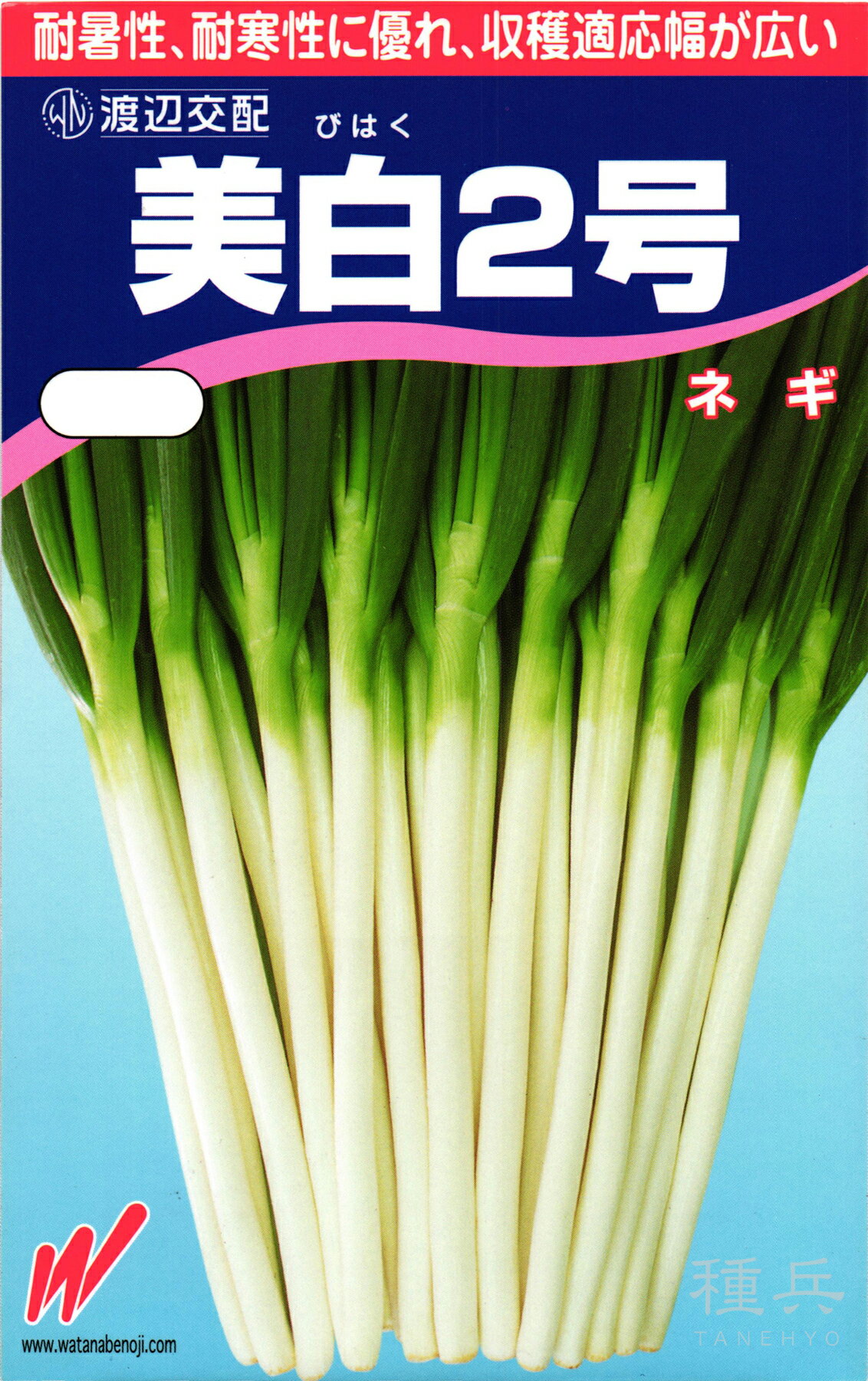 根深ネギ 種 『美白2号』 渡辺農事