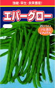つるありインゲン 種 『エバーグロー』 渡辺農事