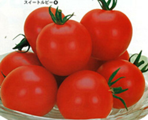 カネコ種苗　トマト 　スイートルビー　小袋