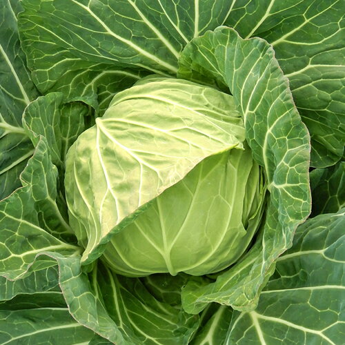 カネコ種苗　キャベツ きゃべつ　さざなみ 　2500粒