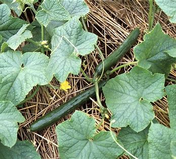 カネコ種苗 キュウリ みやま地這 小袋