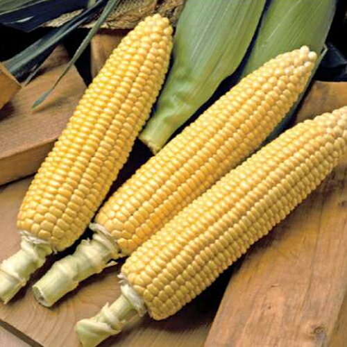 渡辺農事 トウモロコシ とうもろこし　あまいんですパワー85　2000粒