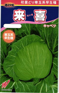 渡辺農事 キャベツ 来喜(らいき) 2000粒