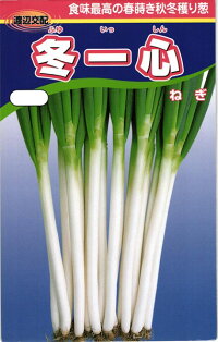 渡辺農事 ネギ 葱 冬一心（ふゆいっしん）2dl